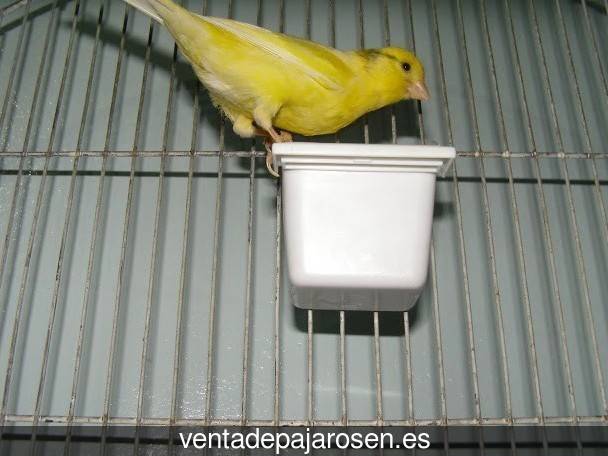 Cria de canarios en casa Rasquera?