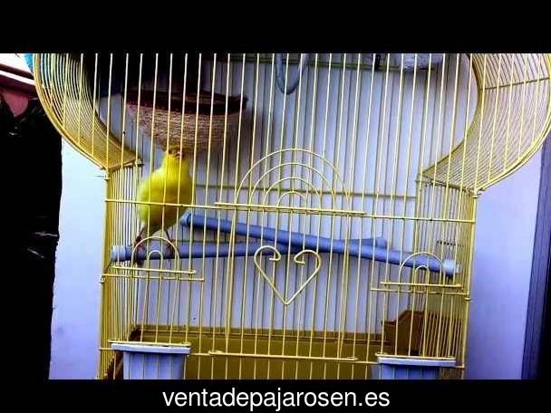 Cria de canarios en casa Ponte Caldelas?