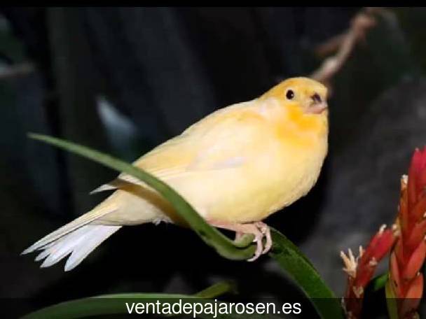 Cria de pajaros paso a paso Berrocalejo de Aragona?