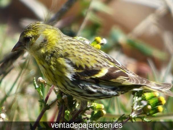 Cria de pajaros en casa Olmeda del Rey?