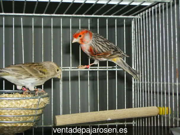 Cria de pajaros paso a paso Espino de la Orbada?