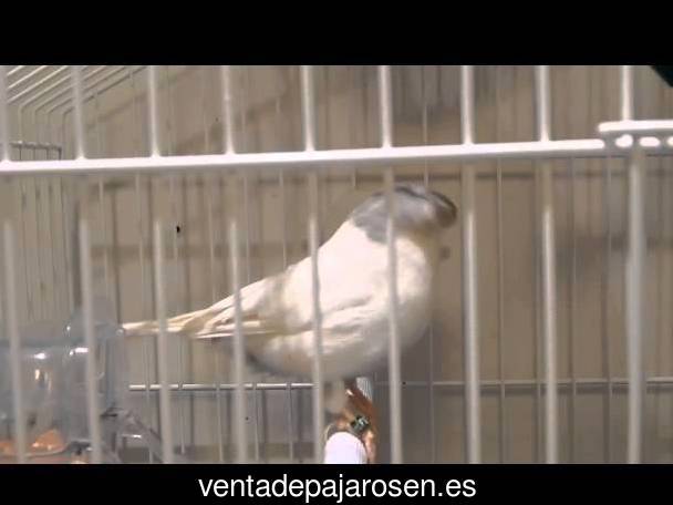 Cria de pajaros en casa Padilla de Abajo?