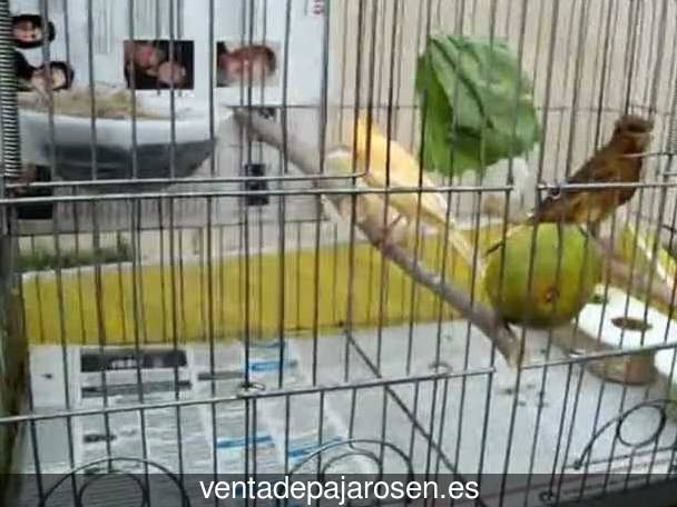 Cria de canarios en casa Trabanca?