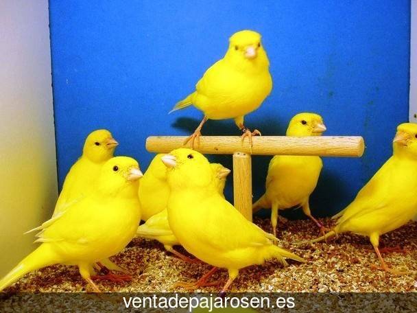 Cria de canarios en casa Serrada?