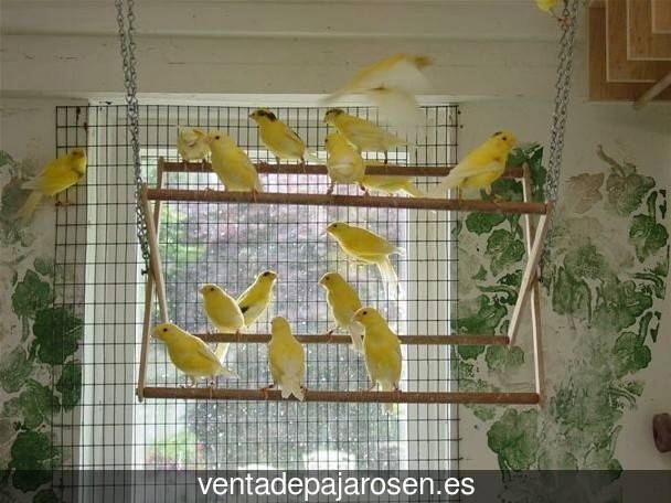 Cria de canarios en casa Pajares de los Oteros?