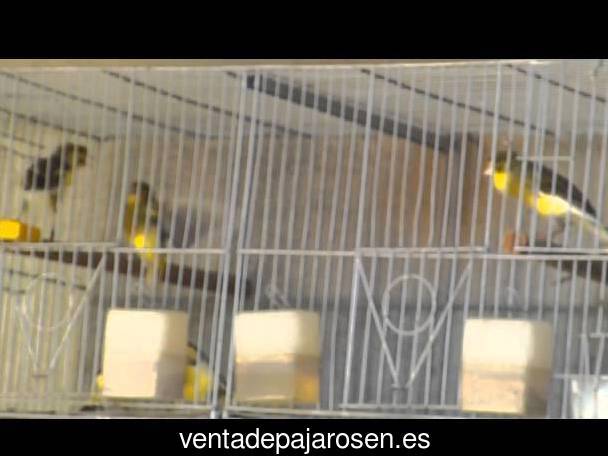 Cria de canarios en casa Vejer de la Frontera?