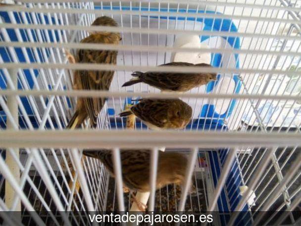 Cria de canarios en casa Palma del Río?
