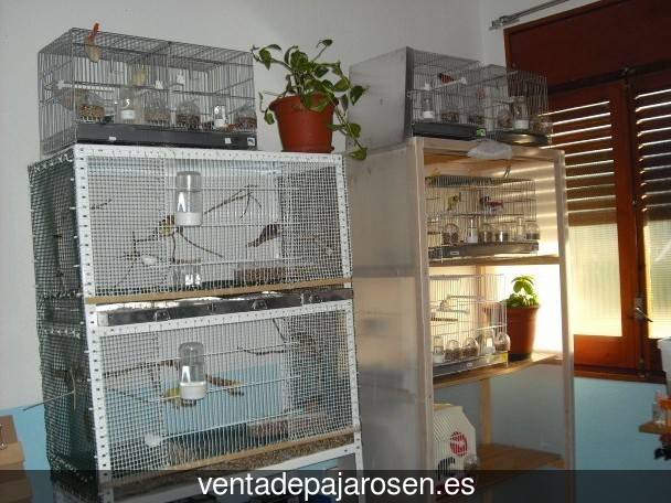 Cria de canarios en casa Valtablado del Río?