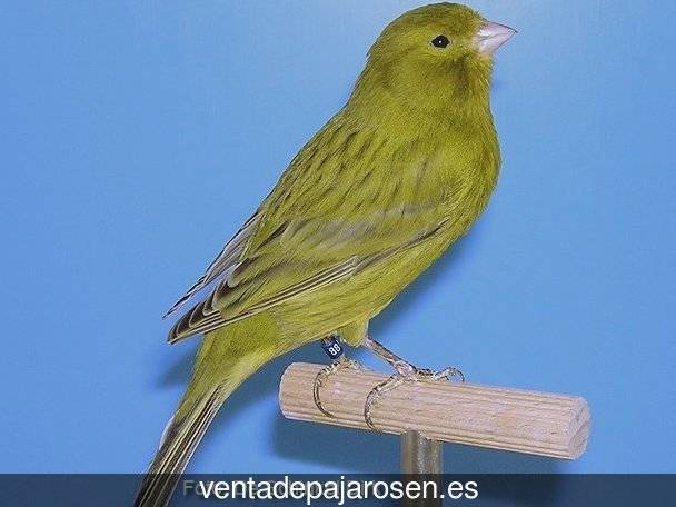 Cria de pajaros en casa Vallirana?