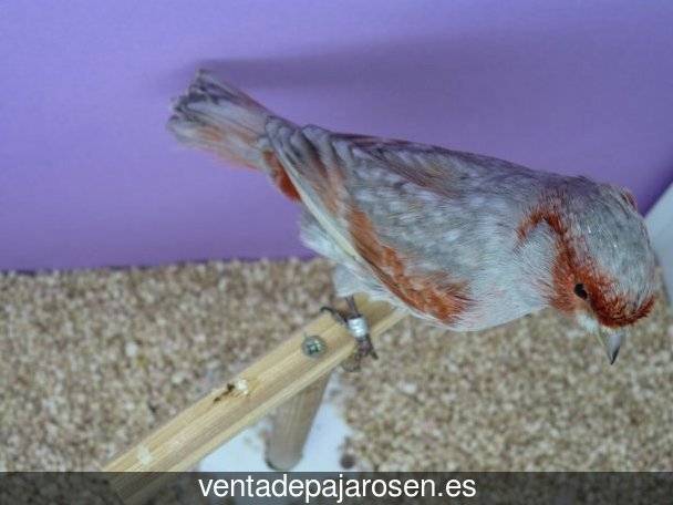 Cria de pajaros en casa Guareña?