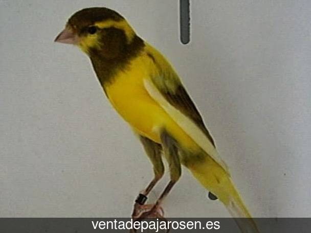 Cria de canarios en casa Matallana de Torío?