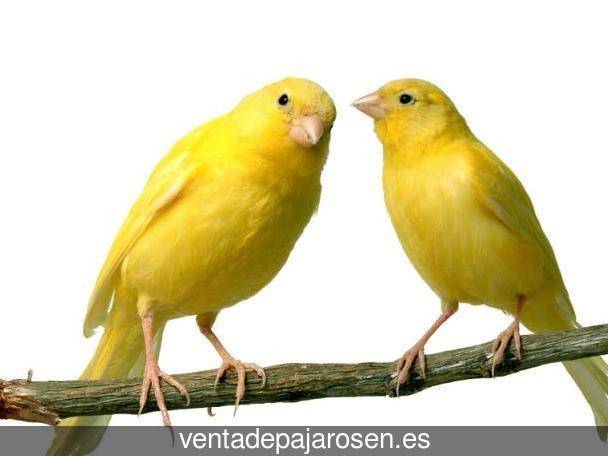 Cria de canarios en casa Pedrosa de la Vega?