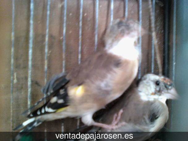 Cria de pajaros en casa Cervera de Pisuerga?