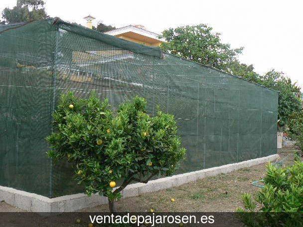 Cria de pajaros para principiantes Muro en Cameros?