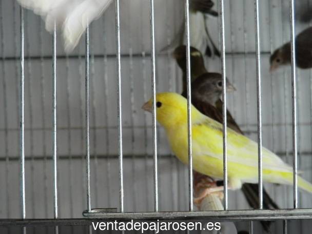 Cria de canarios en casa Villamoratiel de las Matas?