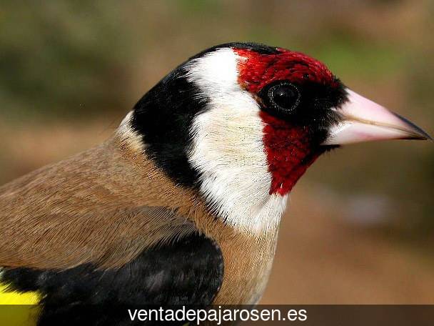 Cria de pajaros paso a paso Aldeaseca de Alba?