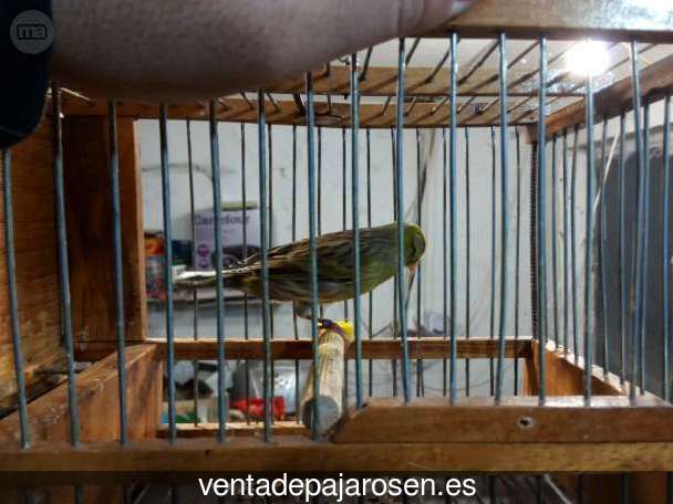 Cria de canarios en casa San Pelayo de Guareña?