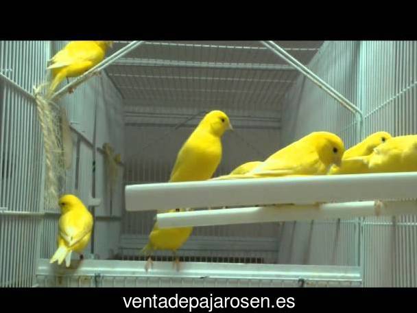 Cria de canarios en casa Valjunquera?