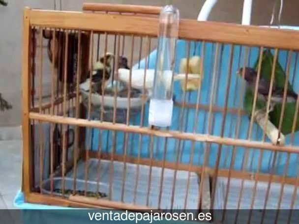 ¿Dónde comprar pajaros y canarios en Sunbilla?