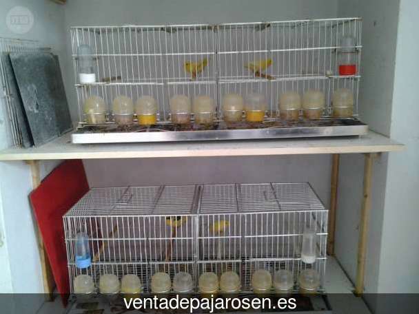 ¿Dónde comprar pajaros y canarios en Alcalá de la Selva?