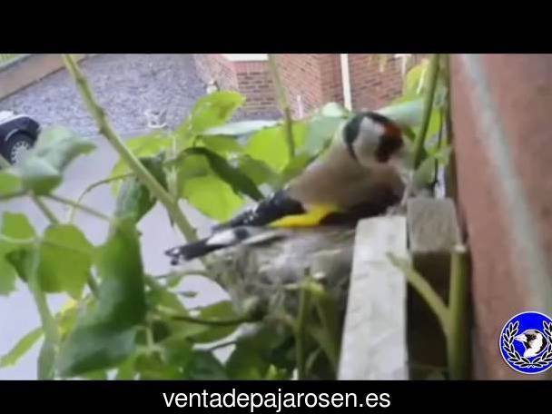 ¿Dónde comprar pajaros y canarios en Cobeña?