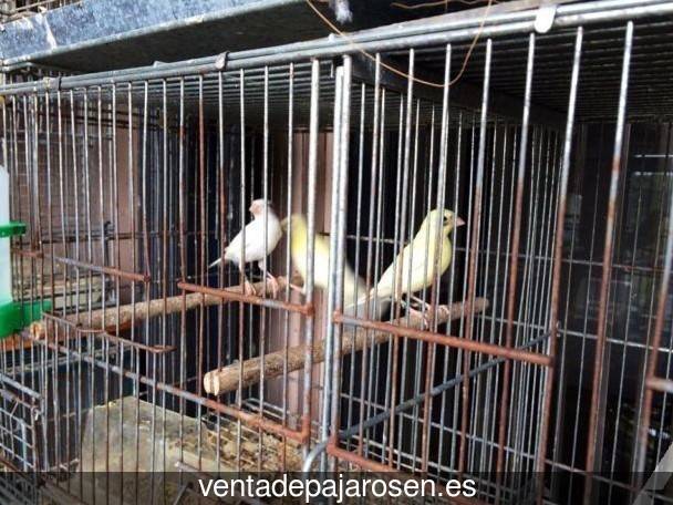 ¿Dónde comprar pajaros y canarios en Cincovillas?