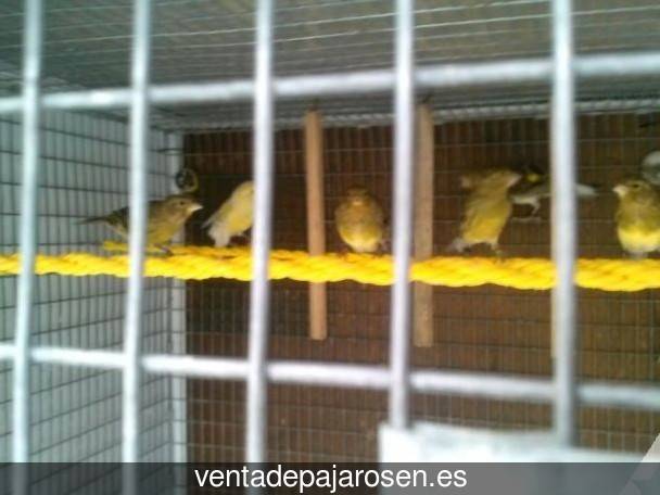 Criar canarios en Torrelacárcel?
