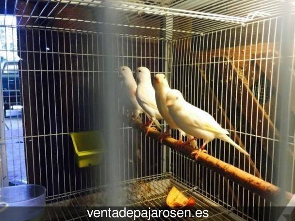 Criar pajaros en Buenache de la Sierra?