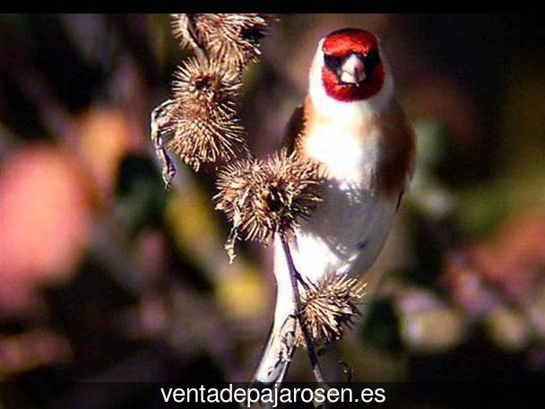 ¿Dónde comprar pajaros y canarios en Cardeñosa de Volpejera?