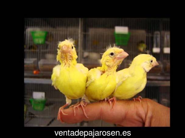 Criar canarios en Alfaro?