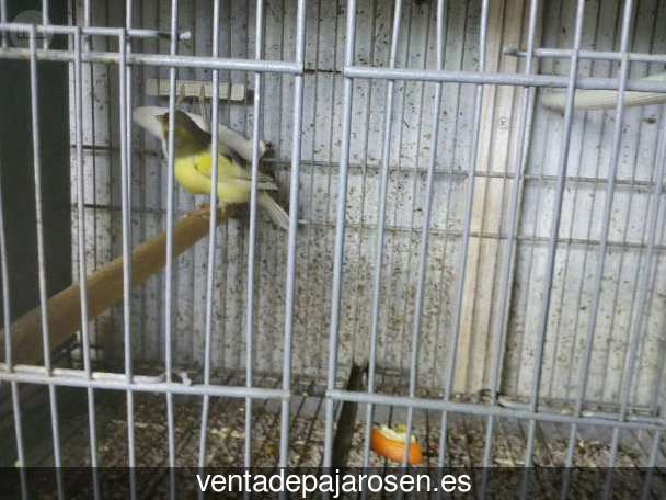 ¿Dónde comprar pajaros y canarios en Tarazona de Guareña?