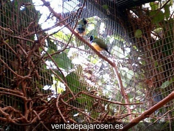 Criar pajaros en Castejón del Puente?