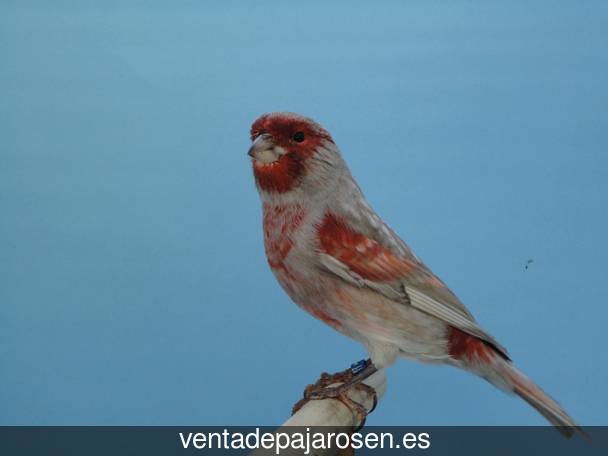 Criar pajaros en Medio Cudeyo?