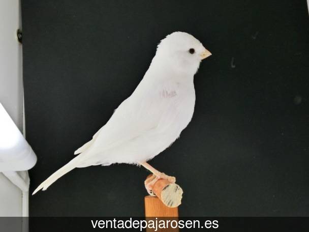 Criar pajaros en Medina de Pomar?