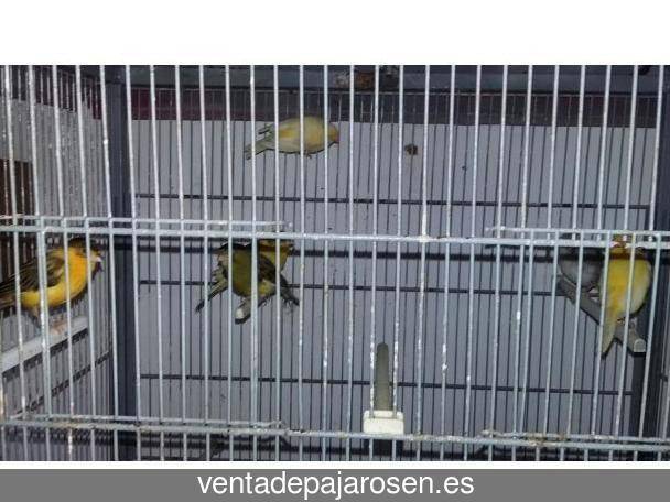 Criar pajaros en Cabrerizos?