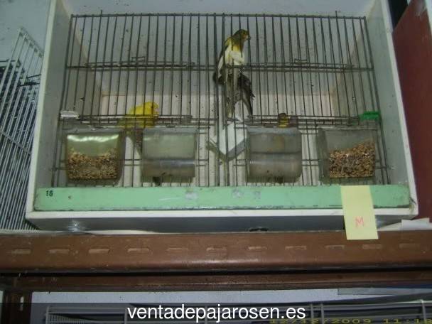 Criar canarios en Muñomer del Peco?
