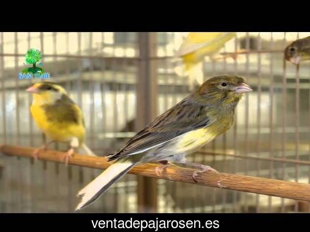 Tipos de pajaros en Cervelló?