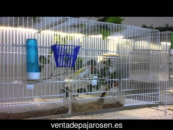 Tipos de pajaros en Cenes de la Vega?