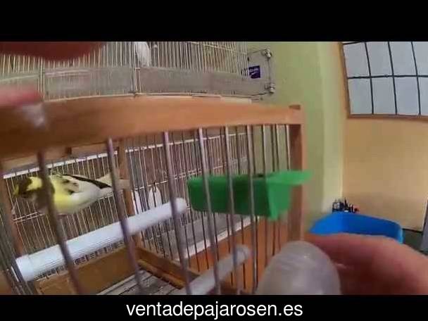 Tipos de pajaros en Calzada de Don Diego?