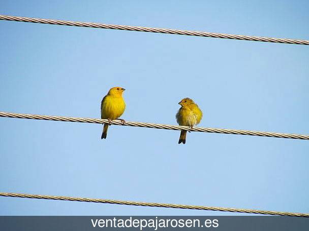 Tipos de pajaros en Villatuelda?