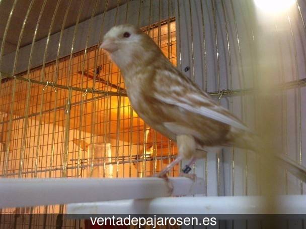 Clases de pajaros en Barchín del Hoyo?