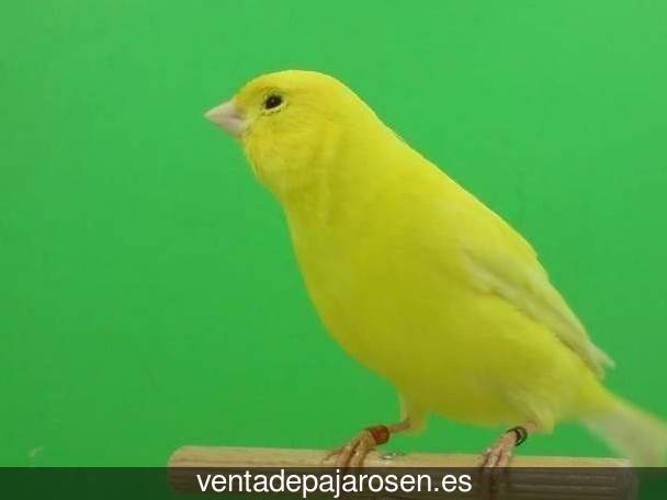 Clases de pajaros en Carbajo?