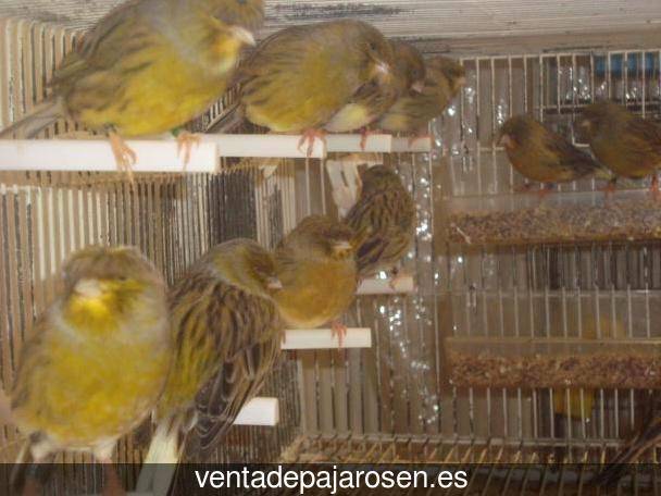 Clases de pajaros en Ràfol dAlmúnia?