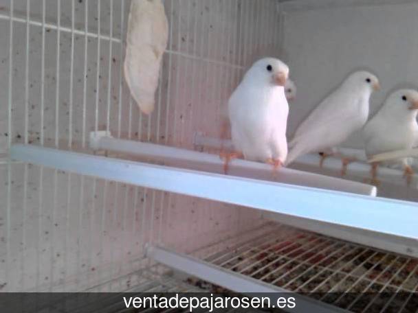 Tipos de pajaros en Valladolid?