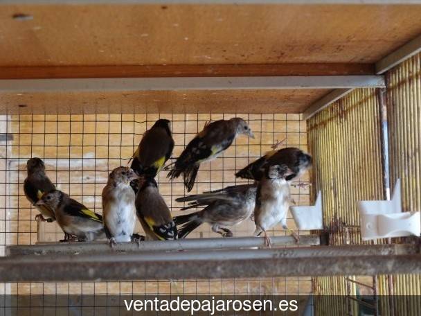 Tipos de pajaros en Villar de la Encina?