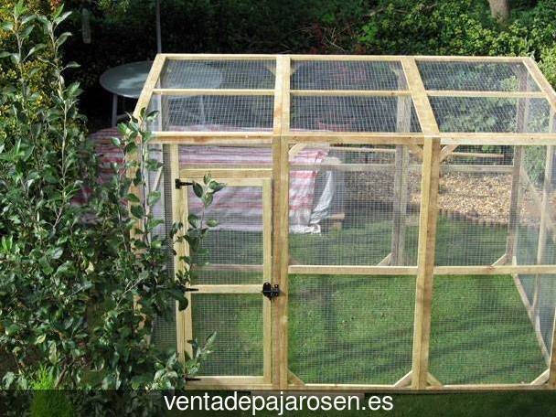 Clases de pajaros en Olías del Rey?