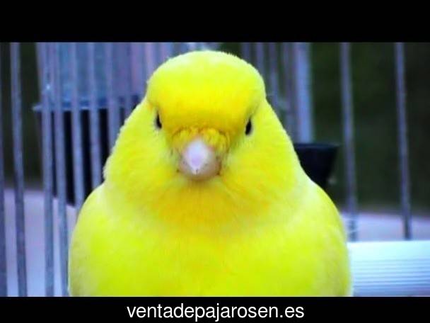 Tipos de pajaros en Papatrigo?