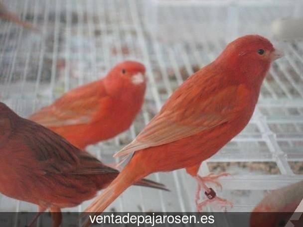 Clases de pajaros en Congosto?