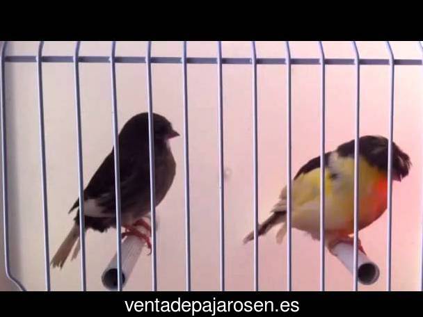 Tipos de pajaros en Cáñar?