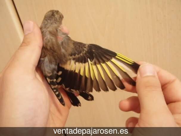 Tipos de pajaros en Peñaranda de Bracamonte?